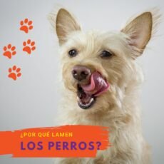 ¿Por qué los perros lamen?