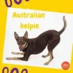 Kelpie Australiano marrón, jugando sobre un fondo blanco y amarillo.