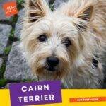 cairn terrier. terrier de cairn. perros. petepua. carrier terrier. canin terrier. kain terrier