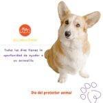 dia del protector animal. san antonio abad dia.petepua. petlovers. dia san antonio abad