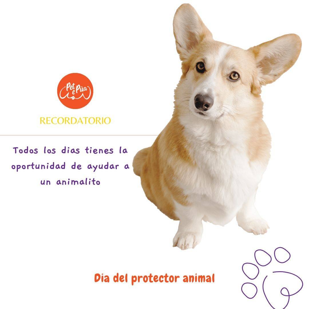 👇Día del Protector Animal ¡Todo por las mascotas y los pets lovers! 🐾