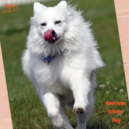 American Eskimo Dog Todo x mascotas y petslovers