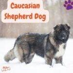 Caucasian Shepherd Dog. pastor caucásico. cáucaso perro. pastor del cáucaso perro. pastor del cáucaso gigante. perro pastor del caucaso fotos