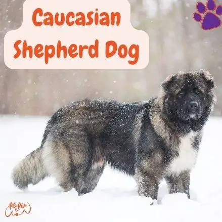Caucasian Shepherd Dog. pastor caucásico. cáucaso perro. pastor del cáucaso perro. pastor del cáucaso gigante. perro pastor del caucaso fotos