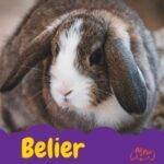 Conejo Belier. conejos. Petepua