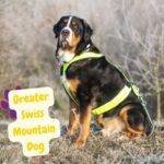 Greater Swiss Mountain Dog. Gran pastor de montaña suizo. perros .Petepua. greater swiss mt dog. perro montaña