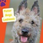 pastor belga Laekenois Pastor Belga Laekenois (Belgian Laekenois):. Ovejero belga Laekenois