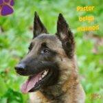 Pastor belga Malinois