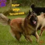 Pastor Belga Tervueren. Pastor Belga Tervuerense. Belgian Tervuren. petepua