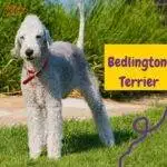 bedlington terrier. Petepua WEB