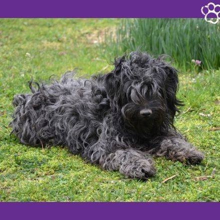 cachorro puli. puppy puli.perro puli. puli. magyar puli. petepua.