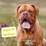 dogue de bordeaux mirando en la naturaleza