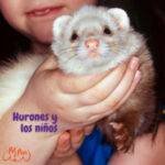 hurón mascota niños. hurones como mascotas para niños.petepua