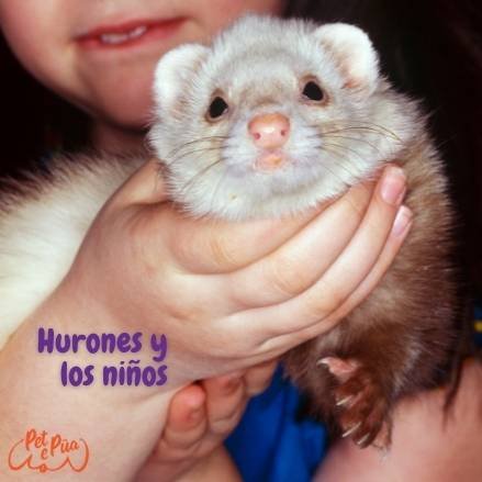 hurón mascota niños. hurones como mascotas para niños.petepua