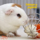 Juguetes para cobayas