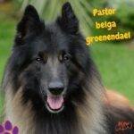 pastor belga groenendael. pastor belga . perros . Petepua