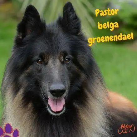 pastor belga groenendael. pastor belga . perros . Petepua