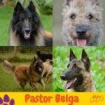 Pastor belga. Ovejero belga