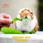 Que debe comer las cobayas