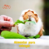 ¿Qué deben comer las cobayas?