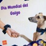 Día Mundial del galgo. galgo. rescate galgos. petepua