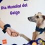 Día Mundial del galgo. Crear conciencia y proteger a los galgos
