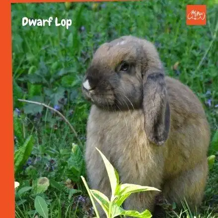 Dwarf Lop. razas de conejos de orejas caidas. conejos belier