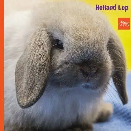 Holland Lop. Conejo belier holandes. petepua. holland lop mini. conejo orejas caidas gris. conejos holland lop enanos de orejas caidas