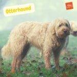 Otterhound. perro de nutria, perros sabuesos. petepua