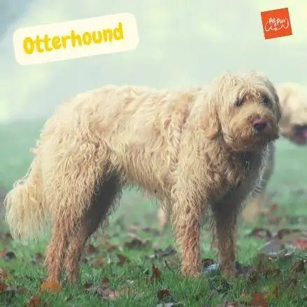 son perezosos los cachorros de otterhound