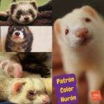 Patrones de colores de los hurones. patron color huron. color hurones. color de los hurones. petepua