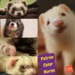 Patrones de colores de los hurones. patron color huron. color hurones. color de los hurones. petepua