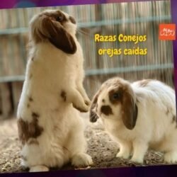 Razas de conejos de orejas caídas