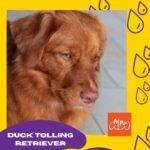 Retriever de Nueva Escocia. Duck Tolling Retriever. Perros que adoran el agua. razas de perros según el AKC