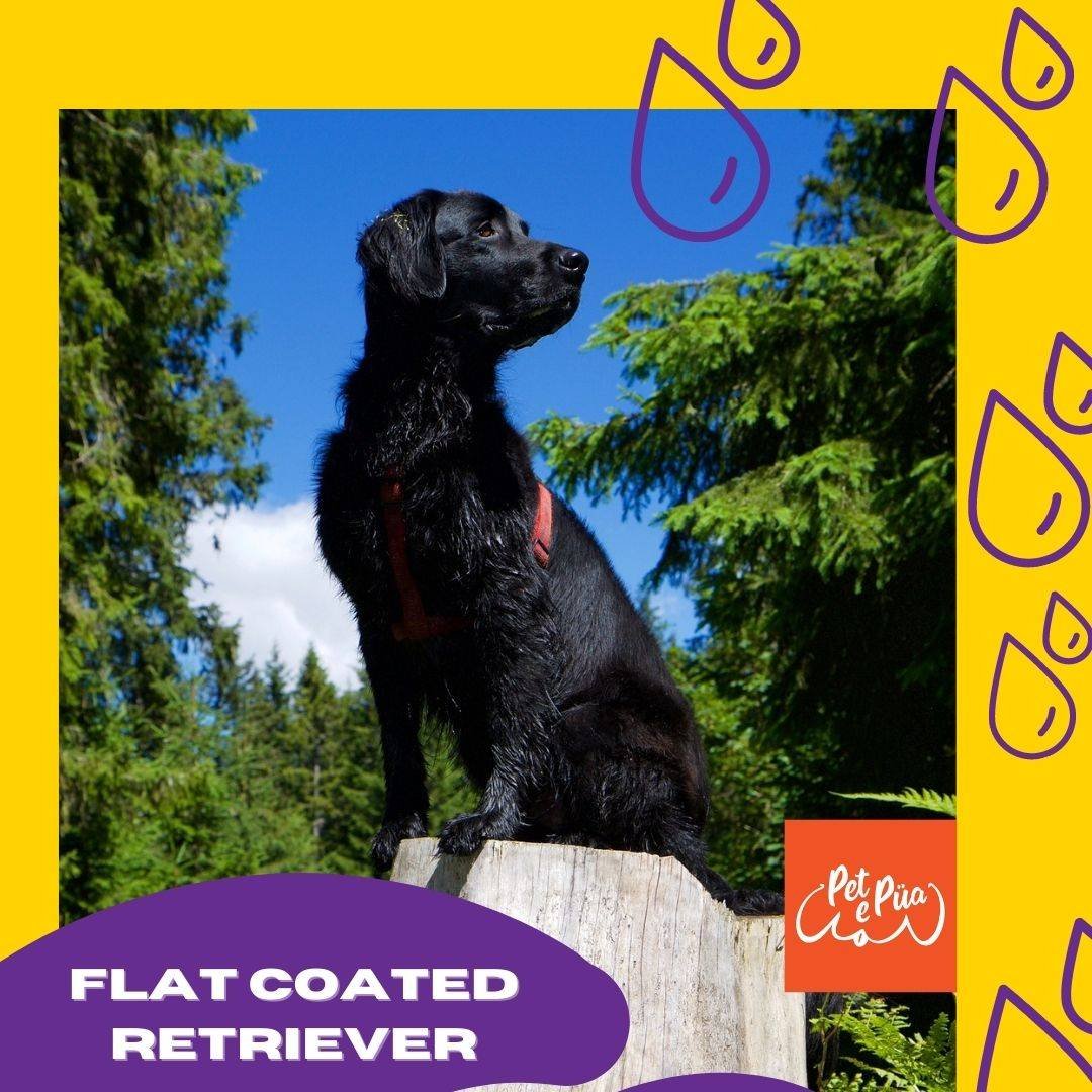 Flat Coated Retriever en la naturaleza