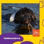 Hermoso perro terranova nadando en un río