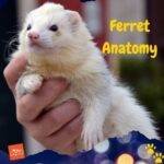 Un hurón blanco siendo sostenido en la mano de una persona