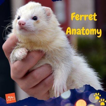 Un hurón blanco siendo sostenido en la mano de una persona