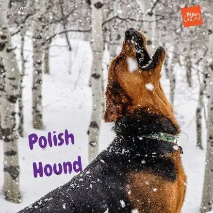 sabueso polaco. polish hound. polish hound dog. Ogar Polksi. petepua