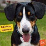 Entlebucher Sennenhund, perro de montaña de Entlebucher. Boyero de Entlebuch