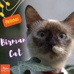 Gato birmano bebé y un texto que indica "Birman Cat".