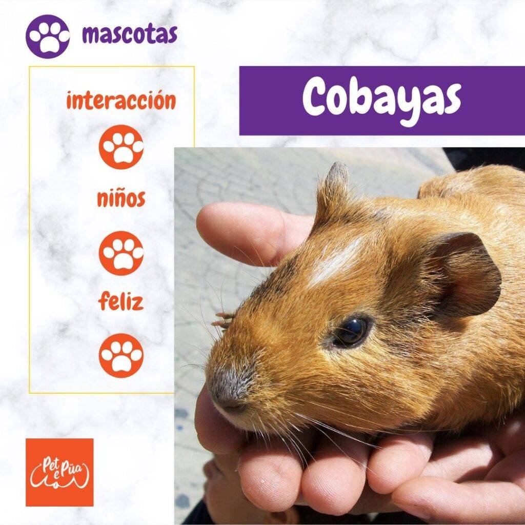 cobayas mascota para niños