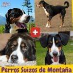 perros suizos de montaña.sennenhund. petepua