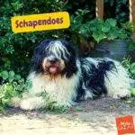 schapendoes. Schapendoes Neerlandés