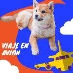 perro y un avion. Viajar con mascotas
