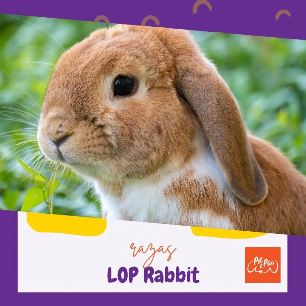 lop rabbit
