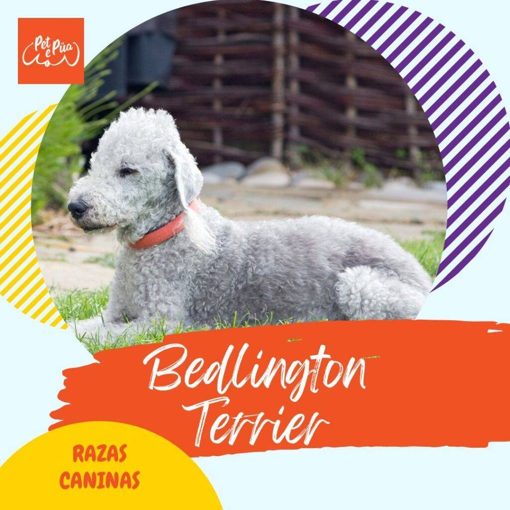 bedlington terrier tiene alergias