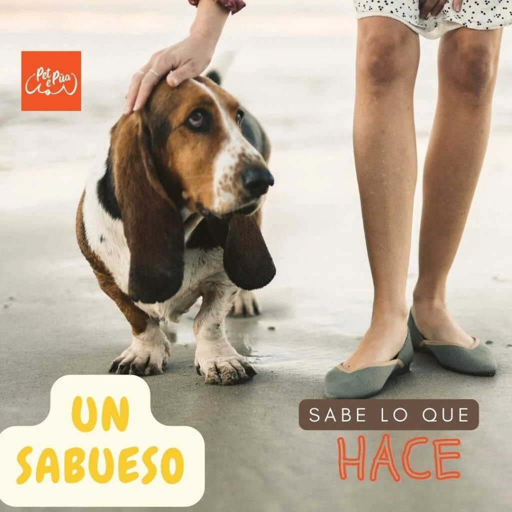 sabueso perros