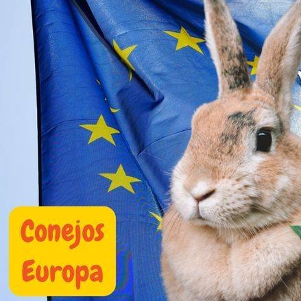 conejos europeos. conejos de europa. european rabbits. conejos. petepua