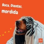 dientes mordida canina, oclusion, underbite, sobremordida, mordida tiejra , mordida tijera perfecta, petepua.
